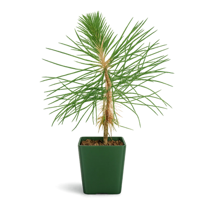 Japanese Black Pine Bonsai – Live Tree Starter Gift for Plant Lovers
