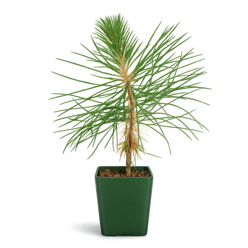 Japanese Black Pine Bonsai – Live Tree Starter Gift for Plant Lovers