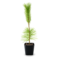 Japanese Black Pine Bonsai – Live Tree Starter Gift for Plant Lovers