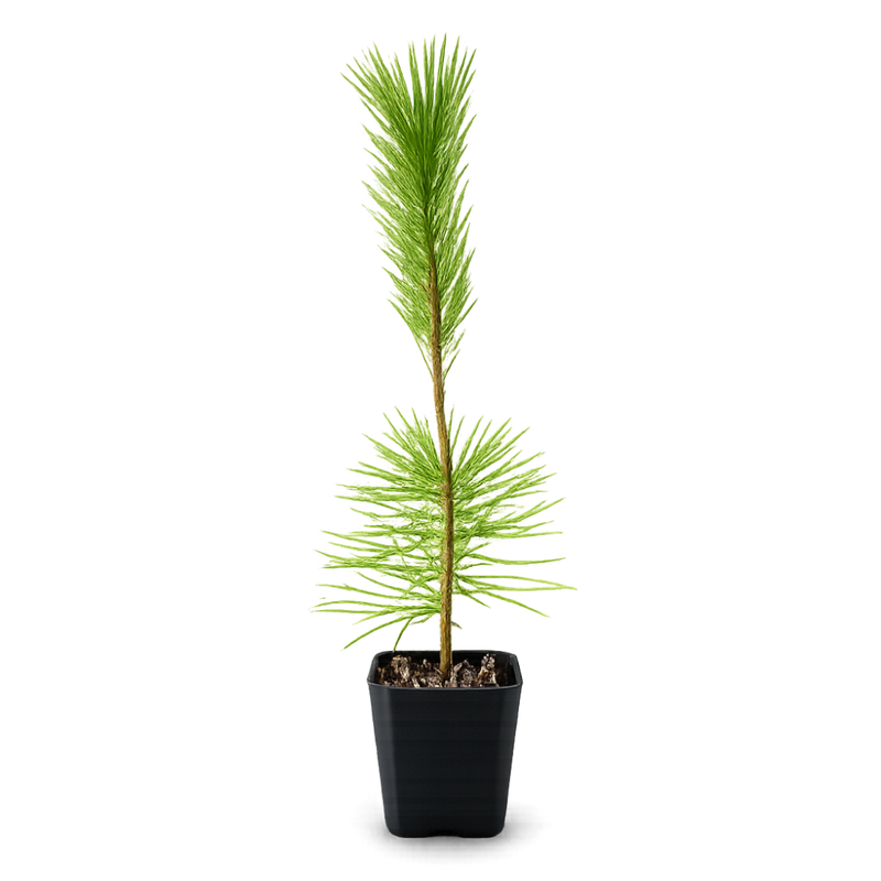 Japanese Black Pine Bonsai – Live Tree Starter Gift for Plant Lovers