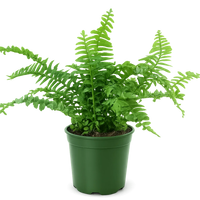 Jester Crown Fern – Tropical Indoor Houseplant
