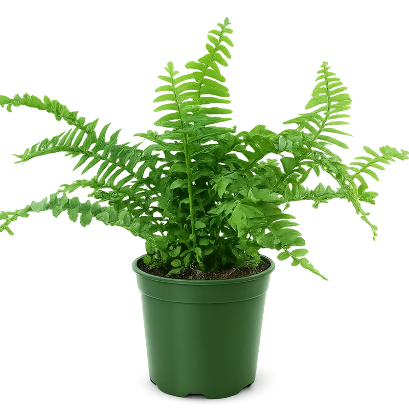 Jester Crown Fern – Tropical Indoor Houseplant