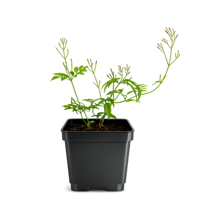 Large Pink Jasmine Vine - Fragrant Jasminum Polyanthum Starter Plant