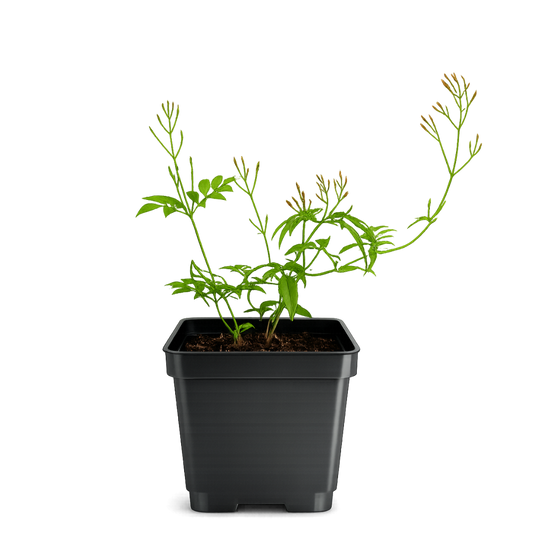 Large Pink Jasmine Vine - Fragrant Jasminum Polyanthum Starter Plant