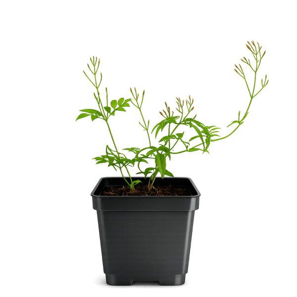 Large Pink Jasmine Vine - Fragrant Jasminum Polyanthum Starter Plant