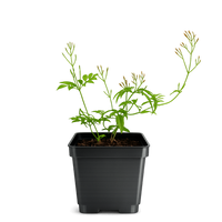 Large Pink Jasmine Vine - Fragrant Jasminum Polyanthum Starter Plant