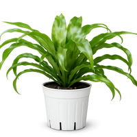 Japanese Bird’s Nest Fern – Tropical Indoor Bathroom Plant