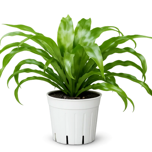 Japanese Bird’s Nest Fern – Tropical Indoor Bathroom Plant