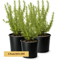 Rosemary – Fragrant Culinary Herb Plant (1 Gallon)
