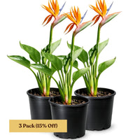 Bird of Paradise (Strelitzia Reginae) – Tropical Houseplant (1 Gallon)