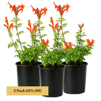 Orange Cape Honeysuckle – Climbing Garden Shrub (1 Gallon)