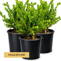 Green Beauty Boxwood – Evergreen Hedge Shrub (1 Gallon)