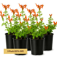 Orange Cape Honeysuckle – Climbing Garden Shrub (1 Gallon)