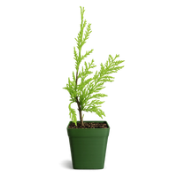 Sabina Juniper Bonsai – Beginner Friendly Outdoor Tree