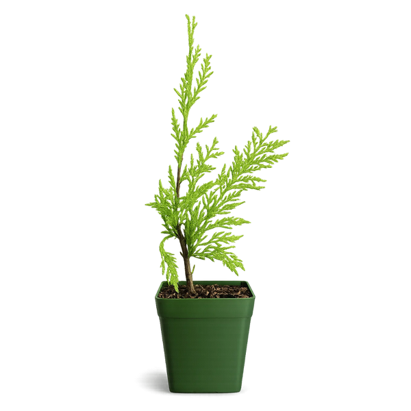 Sabina Juniper Bonsai – Beginner Friendly Outdoor Tree