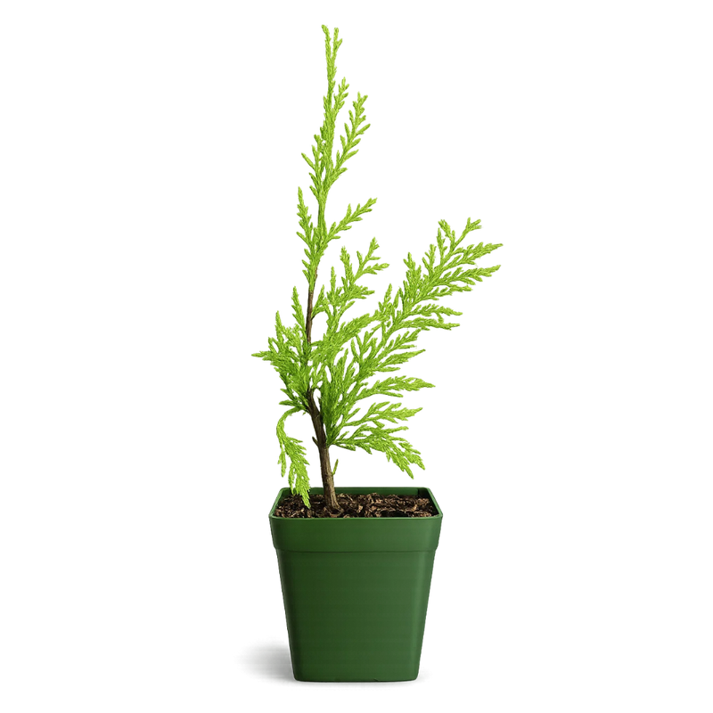 Sabina Juniper Bonsai – Beginner Friendly Outdoor Tree