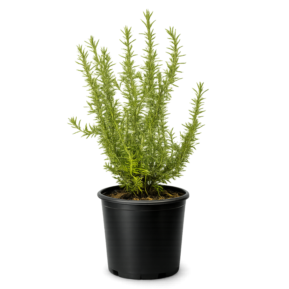 Rosemary – Fragrant Culinary Herb Plant (1 Gallon)