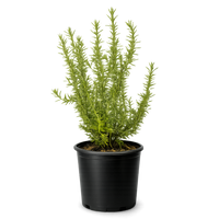 Rosemary – Fragrant Culinary Herb Plant (1 Gallon)