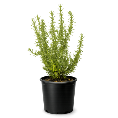 Rosemary – Fragrant Culinary Herb Plant (1 Gallon)