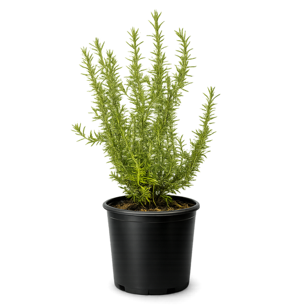Rosemary – Fragrant Culinary Herb Plant (1 Gallon)