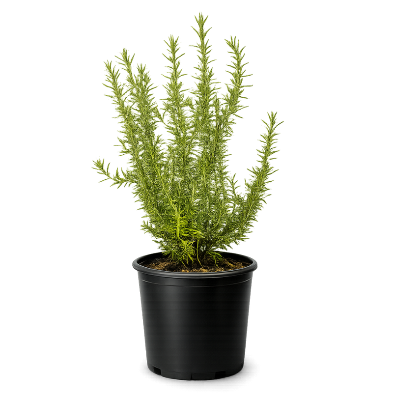 Rosemary – Fragrant Culinary Herb Plant (1 Gallon)