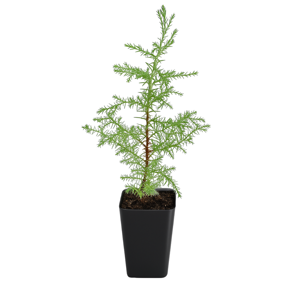 Arizona Cypress – Evergreen Bonsai Starter Tree