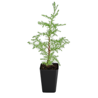 Arizona Cypress – Evergreen Bonsai Starter Tree