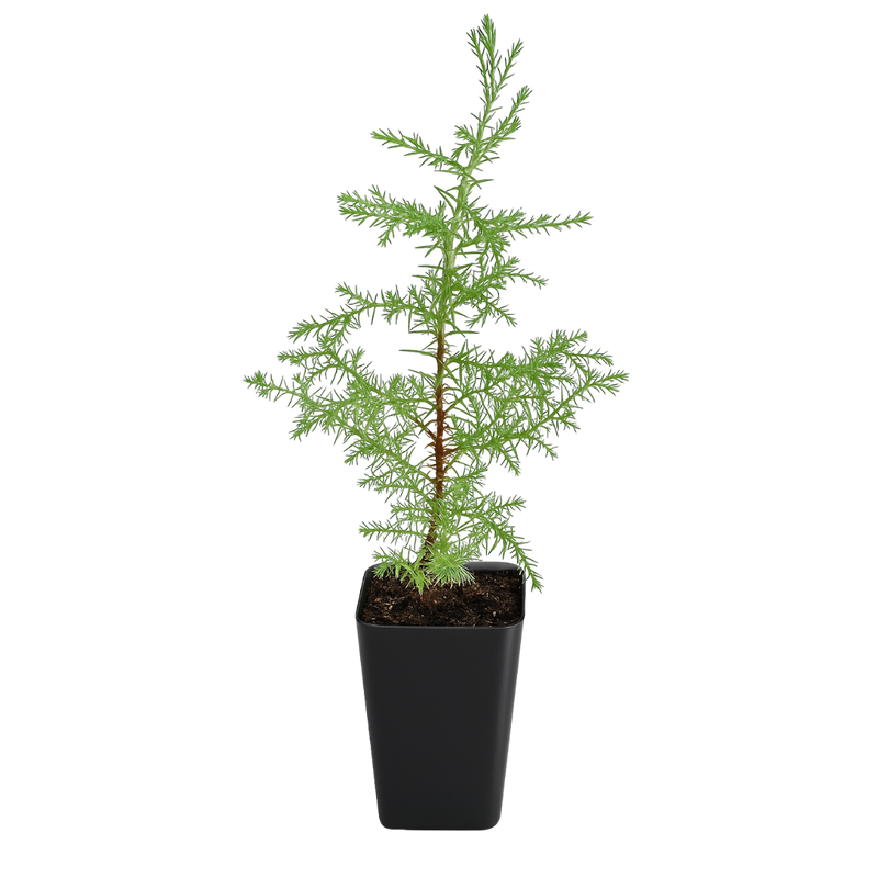 Arizona Cypress – Evergreen Bonsai Starter Tree