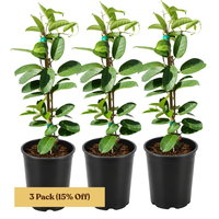Madagascar Jasmine (Stephanotis) – Fragrant Flowering Vine (1 Gallon)
