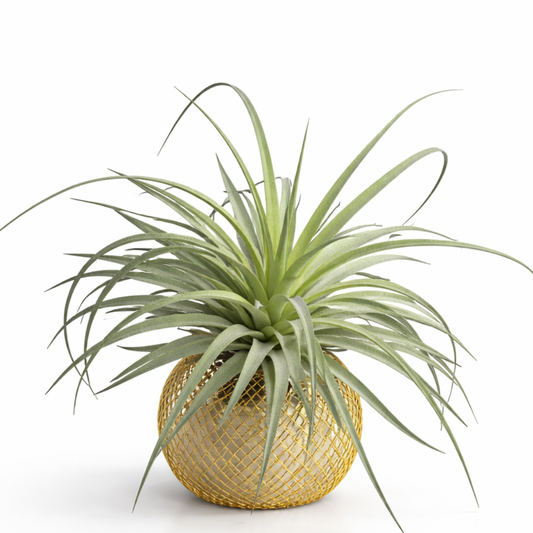 Modern Indoor Air Plant with Holder - Small Desk Office Plant Gift