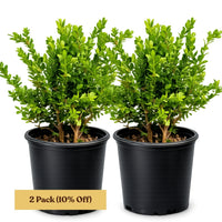 Green Beauty Boxwood – Evergreen Hedge Shrub (1 Gallon)