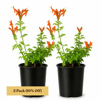 Orange Cape Honeysuckle – Climbing Garden Shrub (1 Gallon)