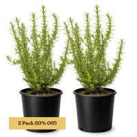 Rosemary – Fragrant Culinary Herb Plant (1 Gallon)