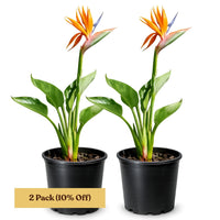 Bird of Paradise (Strelitzia Reginae) – Tropical Houseplant (1 Gallon)