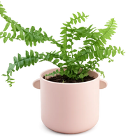 Mini Boston Fern – Beginner Friendly Indoor Houseplant