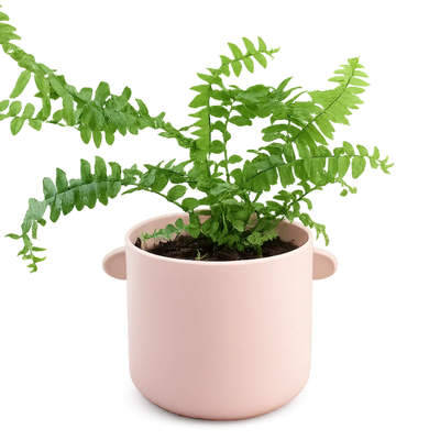 Mini Boston Fern – Beginner Friendly Indoor Houseplant
