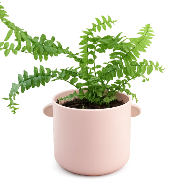Mini Boston Fern – Beginner Friendly Indoor Houseplant