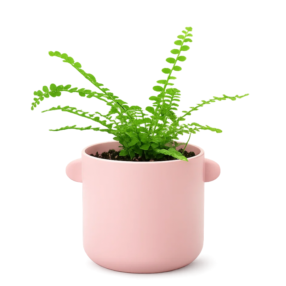 Mini Lemon Button Fern – Beginner Friendly Indoor Houseplant