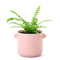 Mini Lemon Button Fern – Beginner Friendly Indoor Houseplant