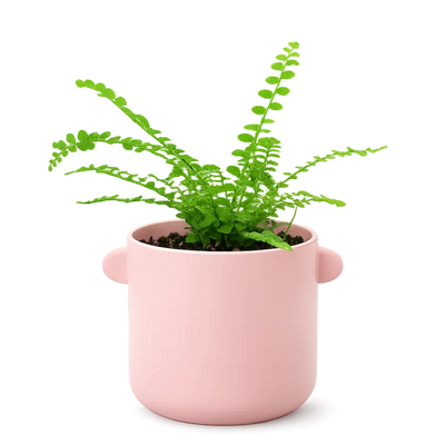 Mini Lemon Button Fern – Beginner Friendly Indoor Houseplant
