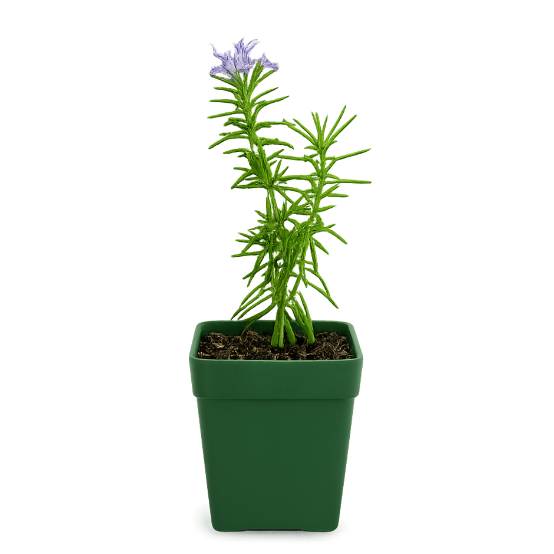 Mini Purple Flower Rosemary Plant Starter - Outdoor Herb Garden