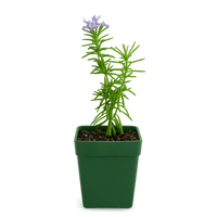 Mini Purple Flower Rosemary Plant Starter - Outdoor Herb Garden