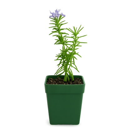 Mini Purple Flower Rosemary Plant Starter - Outdoor Herb Garden