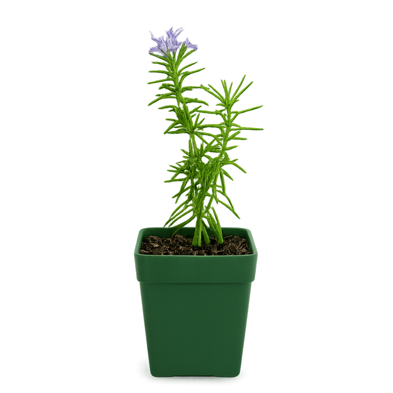 Mini Purple Flower Rosemary Plant Starter - Outdoor Herb Garden