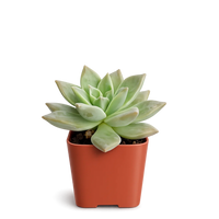 Mini Succulent Plant – 2” Potted Indoor Favor Gift