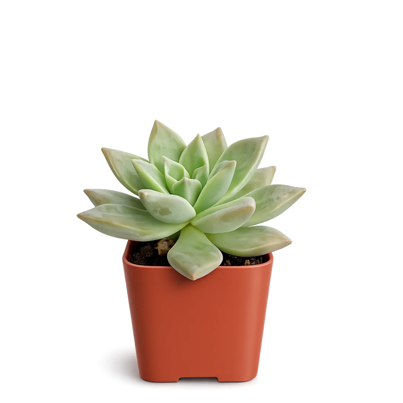 Mini Succulent Plant – 2” Potted Indoor Favor Gift