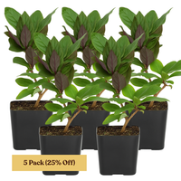 Purple Honeysuckle Vine – Hardy Climbing Garden Plant