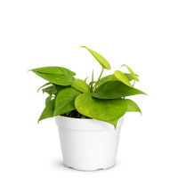 Neon Heartleaf Philodendron – Indoor Foliage Plant