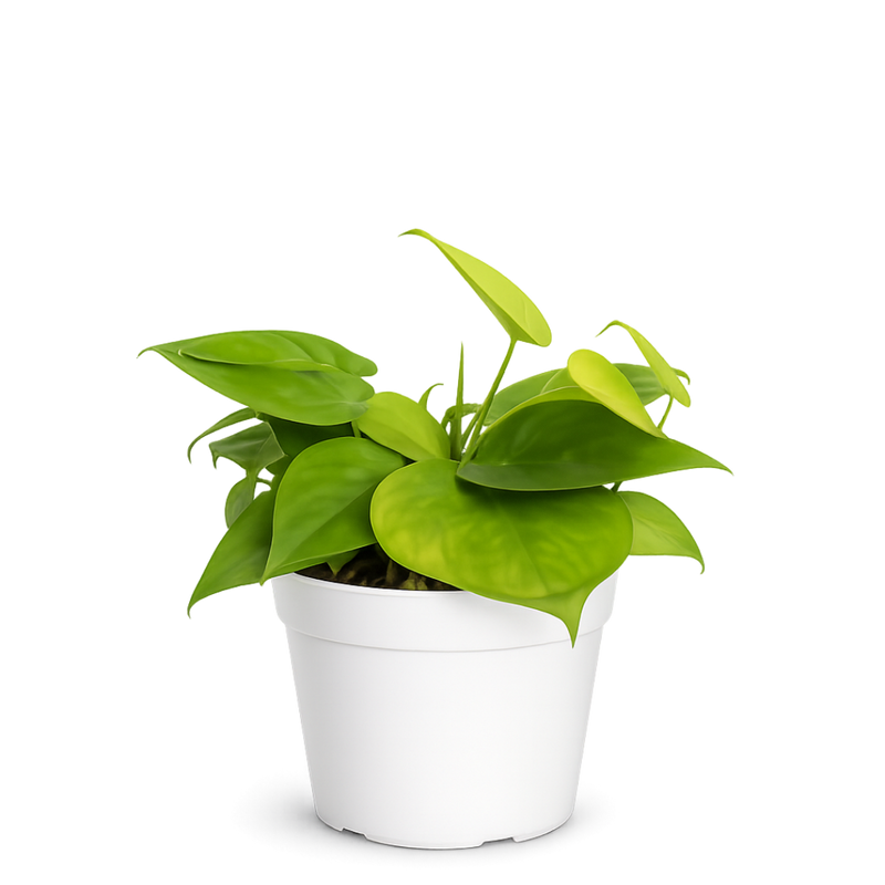 Neon Heartleaf Philodendron – Indoor Foliage Plant