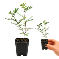 Purple Leaf Acacia – Drought-Tolerant Weeping Starter Tree